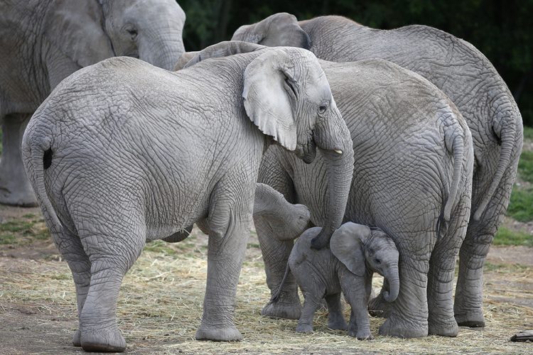 Mladunče slona uživa u meksičkom zoo vrtu - N1